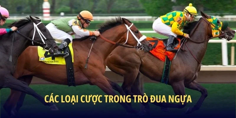 Các loại cược trong trò đua ngựa