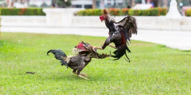 Vài thông tin đôi nét về đá gà C1