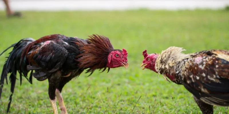 Nhiều lợi thế vượt bậc ở đá gà C1